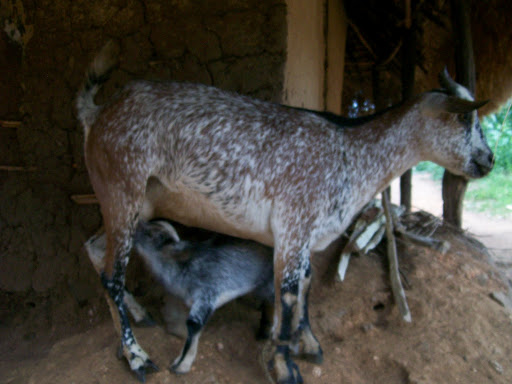 Nursing Goat Kid